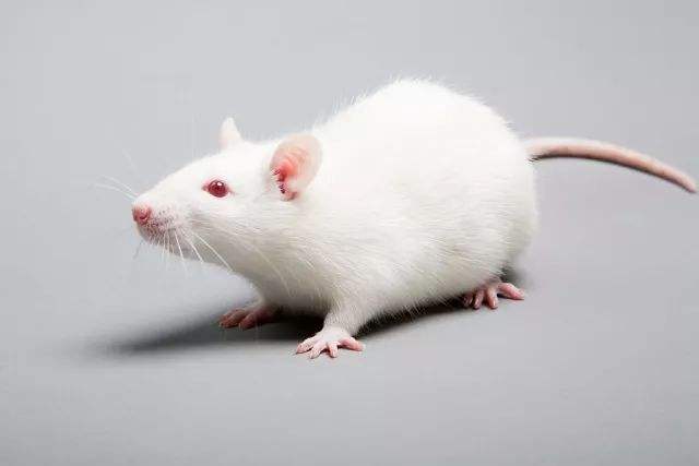 心理咨询师实操案例梳理：华生白鼠恐惧实验
